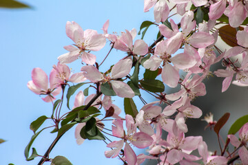 Branch of pink apple flowers