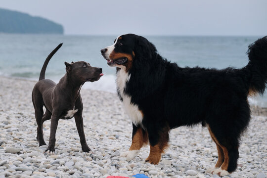 Two charming friendly family dog breeds in game. Puppy of American pit bull terrier of blue color plays with large Bernese Mountain Dog on pebble beach on coast. Get acquainted and smell each other.