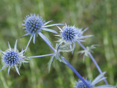 Eryngium planum | Touffes de chardon bleu ou panicaut &agrave; feuilles planes &agrave; fleurs en petites t&ecirc;tes rondes bleu azur sur hampes bleut&eacute;es ramifi&eacute;es et d&eacute;coratives