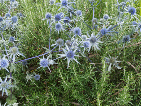 (Eryngium planum) Chardon bleu ou panicaut &agrave; feuilles planes, plante graphique, ornementale et mellif&egrave;re &agrave; petites fleurs sph&eacute;riques bleu azur