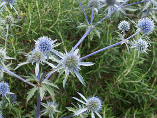 (Eryngium planum) Chardon bleu ou panicaut à feuilles planes, plante graphique, ornementale et...