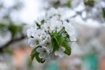 Spring flowering cherry, white flowers close-up, Selective focus and shallow DOF.