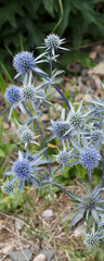 (Eryngium planum) Tiges bleutées et raides à petites fleurs rondes bleu vif à capitules sphériques entourés de bractées, feuillage en rosette dentelée vert foncé