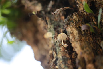 growing mushroom in the woodland