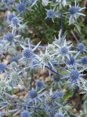 Eryngium planum | Touffes de chardon bleu ou panicaut à feuilles planes à fleurs en petites têtes rondes bleu azur sur hampes bleutées ramifiées et décoratives