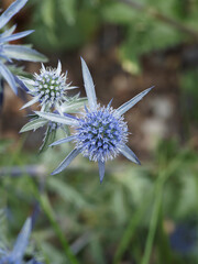 Gros plan sur fleur à tête ronde entourée de bractées de chardon bleu ou panicaut à feuilles...