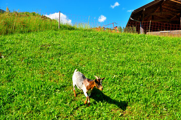 goat in val di funes south tyrol Italy