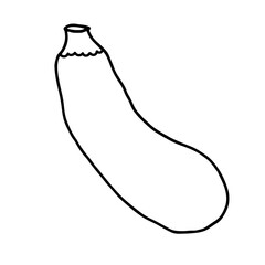 Vegetable doodle zucchini. Fresh, healthy, vegan food. Hand drawn illustration.