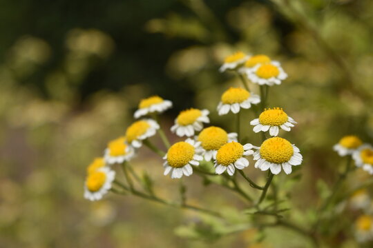 Flowers and bees