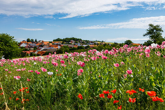 The village of Grandenborn in Hesse with the blooming opium poppy fields
