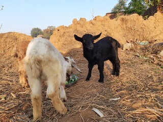 Fototapeta premium Baby Goats are eating leaves. Black Bangal Goat Babies. Goats eating fodder. Little goats in the field. domestic animals. There are over 300 distinct&nbsp;breeds&nbsp;of goat. Capra aegagrus hircus.
