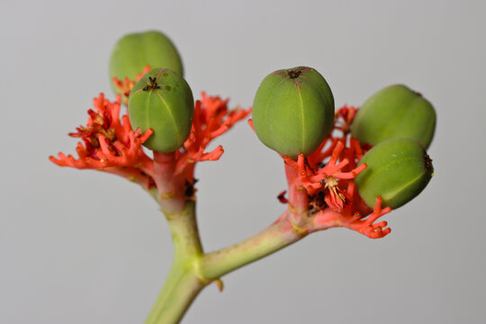 Jatropha Podagrica: unripe fruits