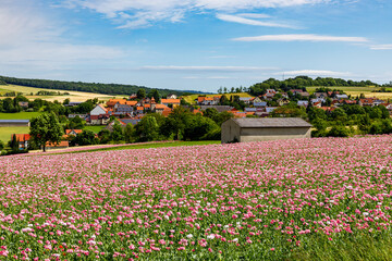 The village of Grandenborn in Hesse with the blooming opium poppy fields