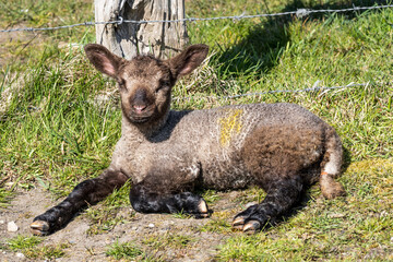 lamb