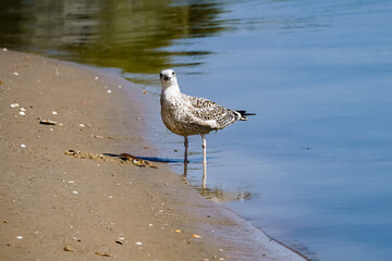 black headed gull