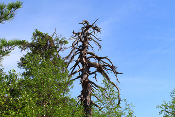 Fototapeta premium Large old withered tree in the forest. Close-up. Background. Scenery.