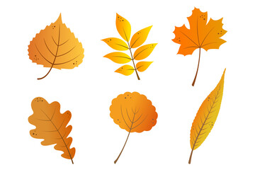 Autumn leaves set in yellow, orange and red gradient colors. Cartoon maple, rowan, oak, willow, aspen and linden tree autumn fallen leaves. Isolated on white background. Vector design illustration.