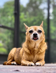 Portrait of a Chihuahua 