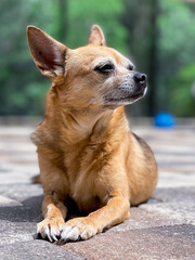 Portrait of a Chihuahua 