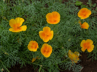 Beautifully blossoming yellow flowers. Photographed in close-up.