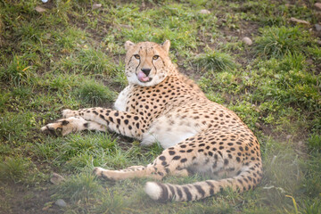 cheetah is lying on the grass. He is so gorgeus cat in zoo.