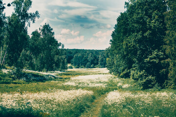 Fiels and forest close to Yasnaya Polyana (“Clear Glade”), Leo Tolstoy home estate in Tula region, Russia - obrazy, fototapety, plakaty