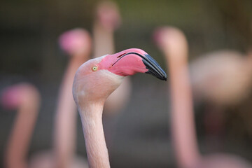 head of flamingo in zoo. Pink head of amazing animals.