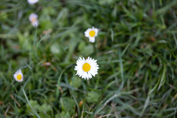 Obraz premium Many small daisies bloom in the meadow.