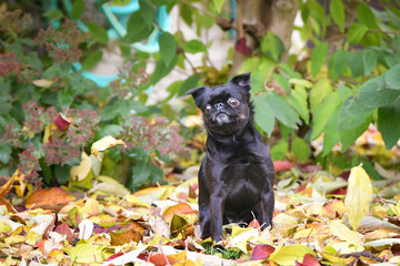 Crazy Black dog is sitting in nature. He is so cute dog.
