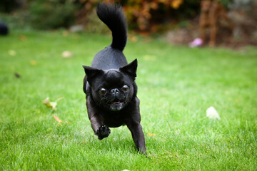 Crazy Black dog is running in nature with his toy. He is so cute dog.