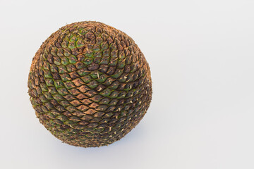 Harvested in winter, this whole pine cone, full of edible seeds of the Araucaria pine, a typical tree in southern Brazil. White background. Space for text.
