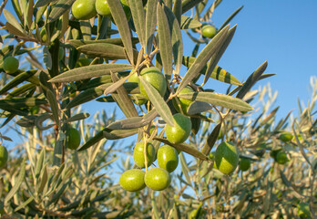green olives on tree
