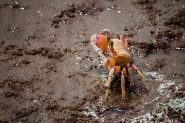 Sea crab in nature of South Africa, closeup