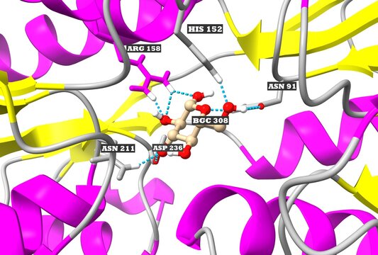 Structure Of The Periplasmic Glucose/galactose Receptor Of Salmonella Typhimurium, 3D Cartoon Model Of The Active Centre With The Ligand And Interacting Residues, Based On PDB 3gbp, White Background