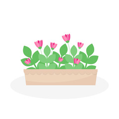 This is a houseplant on a white background.
