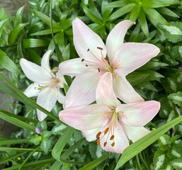 Closeup of Pale Pink Asiatic Lilies in full bloom