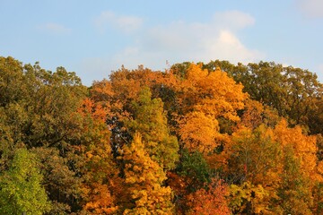 autumn forest in the mountains