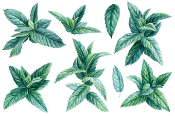 Set Mint on isolated white background, watercolor illustration © Hanna