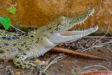 crocodile in the river