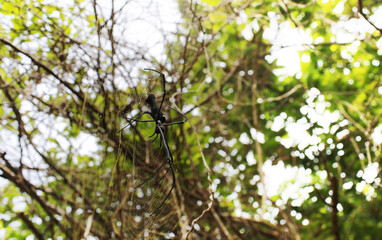 Fototapeta premium giant golden orb weaver on the net