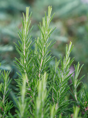 Fresh rosemary in the garden. Close up.