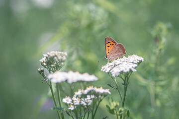 Orange butterfly on a white flower