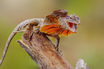 chlamydosaurus kingii on tree branch