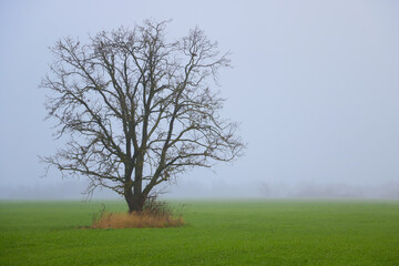 single tree in a field in autumn in the fog.
