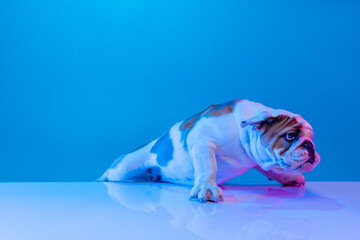 Portrait of purebred dog, english bulldog posing isolated over studio background in neon blue light. Concept of motion, action, pets love, animal life.