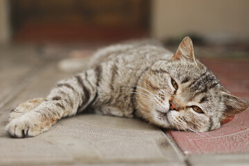 British cat. The portrait was made at lunchtime when the cat lay down to rest. The cat looks at the camera