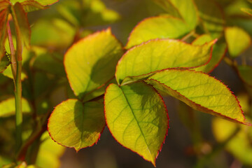 young green bush summer in the park.