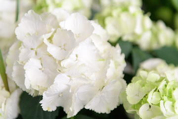 Obraz premium White Hydrangea in natural green condition, Hortensia or Ortensia close up, flowers summer background. Wedding flower decoration