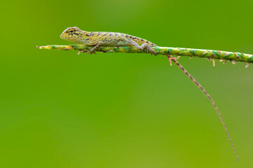 Lizard on leaf