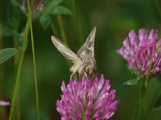 silver y moth (Autographa gamma) feeding on clover flower